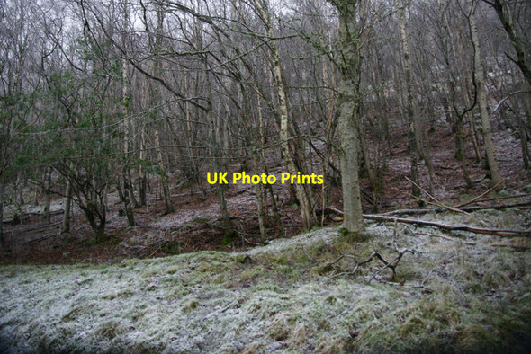 Photo 6"x4" Birch woodland at Struy Erchless Castle c2011