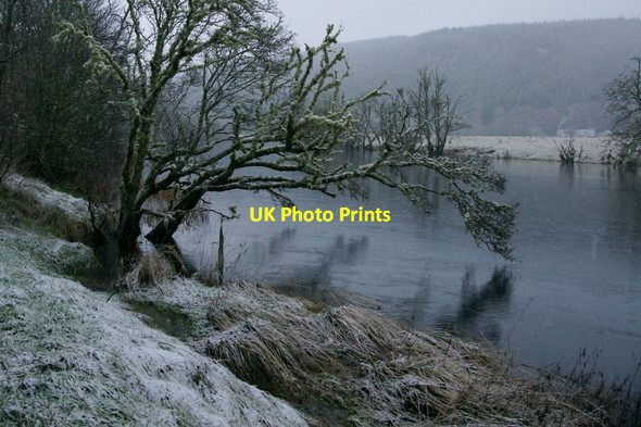 Photo 6"x4" Tree beside the River Glass at Struy Erchless Castle c2011