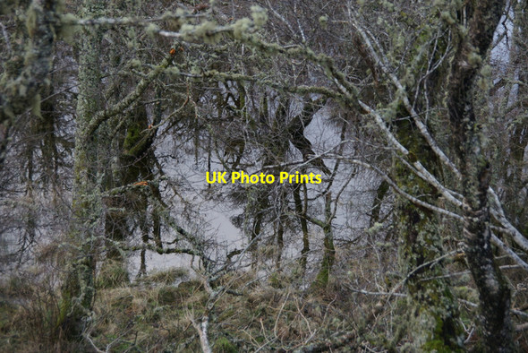 Photo 6"x4" Flooded woodland beside the River Glass near Struy Erchless Castle c2011
