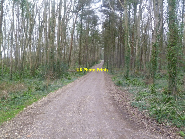 Photo 6"x4" Kingston, forestry road Kingston\/SY9579 c2012