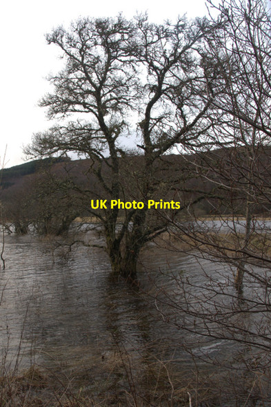 Photo 6"x4" Riverside  tree, Strathglass Struy c2011