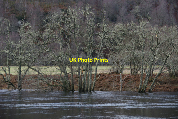 Photo 6"x4" Riverside trees, Strathglass Struy c2011