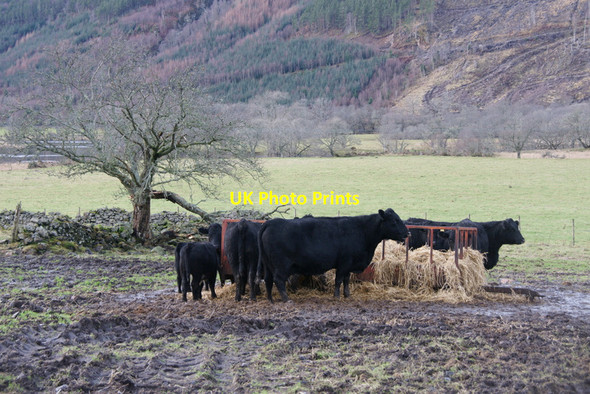 Photo 6"x4" Cattle at Inchully, Strathglass Carnoch\/NH3836 c2011