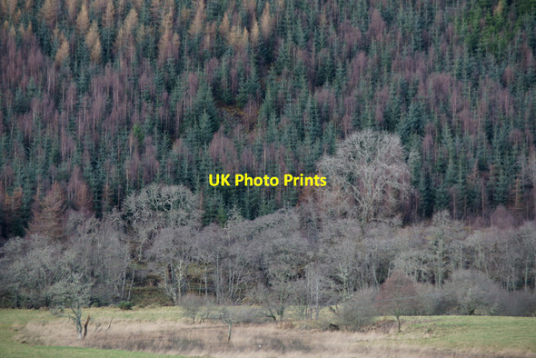 Photo 6"x4" Woodland in Strathglass Carnoch\/NH3836 c2011