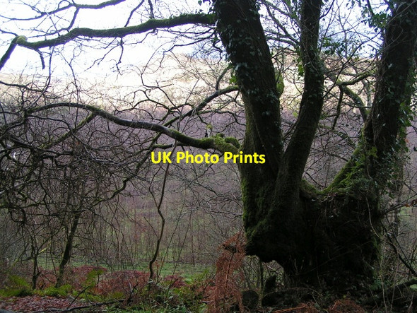 Photo 6"x4" Winter view across the Teign valley near Clifford Bridge Butts\/SX8089 c2012