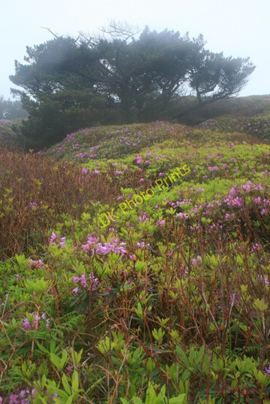 Photo 6"x4" Below Castle Down New Grimsby c2008