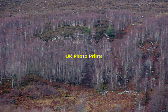 Photo 6"x4" Birch woodland above Balmore, Strathglass Cannich c2011