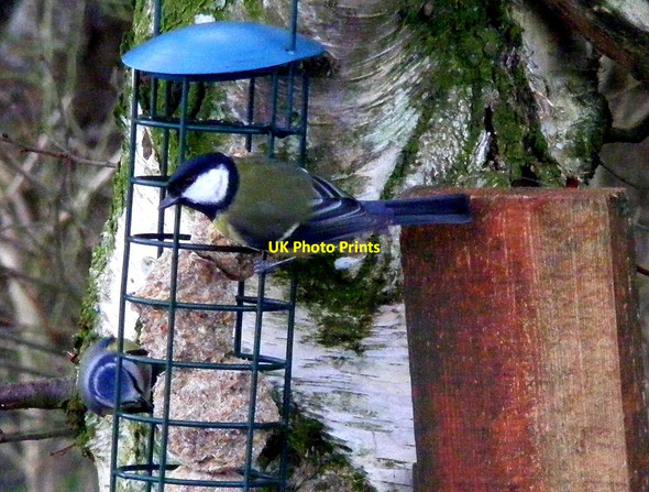 Photo 6"x4" A Great Tit at Spynie Wood Windyridge\/NJ2367 c2012