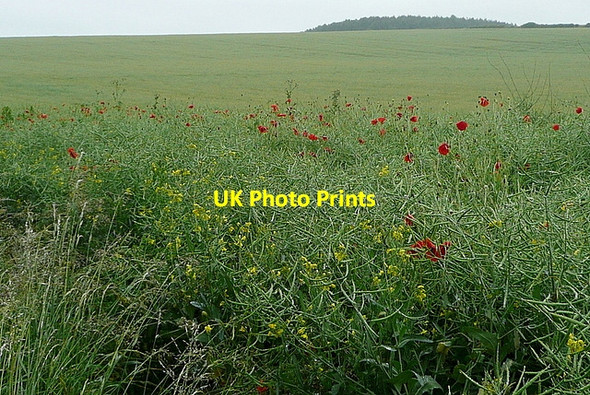 Photo 6"x4" Arable land at Larkwhistle Farm No Man's Land\/SU5029 c2011