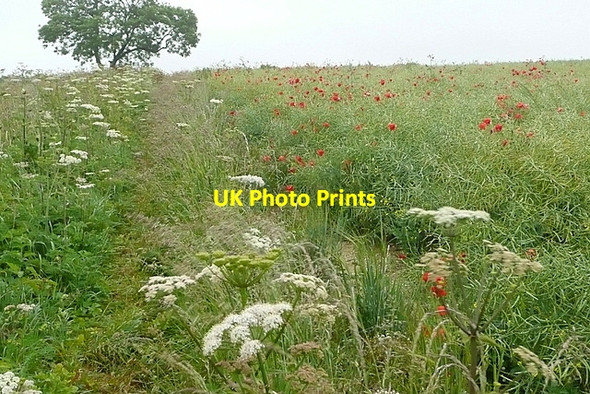Photo 6"x4" Arable land at Larkwhistle Farm No Man's Land\/SU5029 c2011 P1