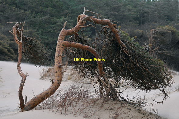 Photo 6"x4" Stressed Pine Formby c2011