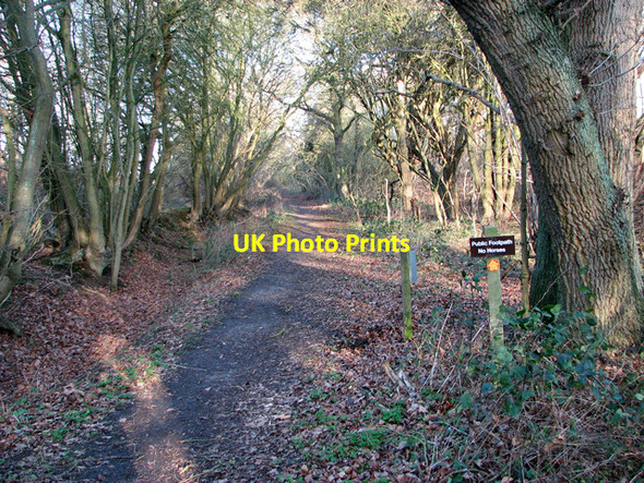 Photo 6"x4" Footpath through Holly Wood, Bentley Potash c2012