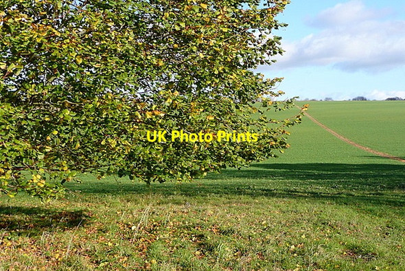 Photo 6"x4" Near English Wood Hannington\/SU5455 c2011