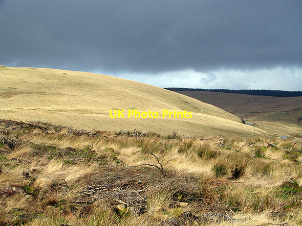 Photo 6"x4" Bog at Bryn Gwyn Bryn Mawr\/SN7290 c2012