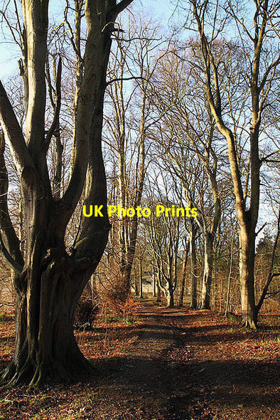 Photo 6"x4" Natives Wood Ancrum c2012