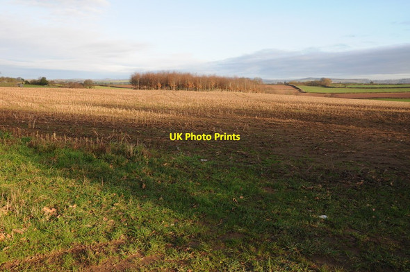 Photo 6"x4" Harvested maize field Lower Grove Common c2012