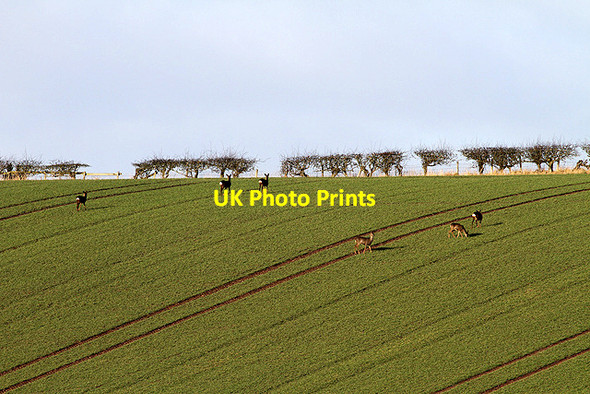 Photo 6"x4" Roe deer in a field at Cornhill on Tweed Coldstream\/NT8439 c2012
