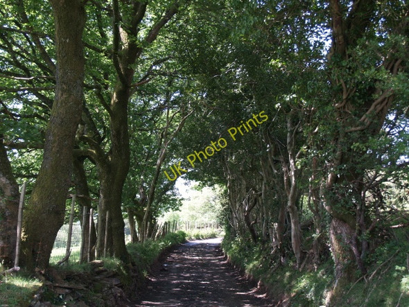 Photo 6"x4" Country lane with oak and holly Cefn-y-Garth\/SN7000 c2008