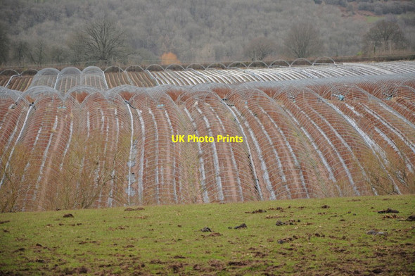 Photo 6"x4" Poly-tunnel frames King's Caple c2012
