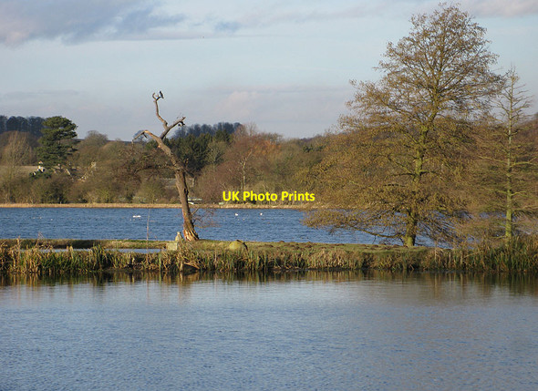 Photo 6"x4" Dead tree between the Great Lake and Dairy Pond Coneysthorpe c2012