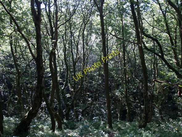 Photo 6"x4" Wood, Craig y Pal Cefn-y-Garth\/SN7000 c2008