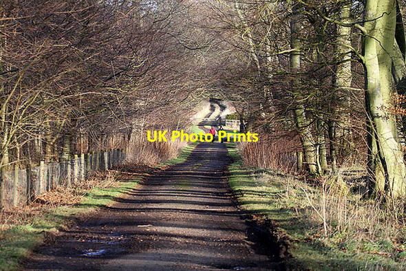 Photo 6"x4" The Green Ride to Marchmont Greenlaw\/NT7146 c2012