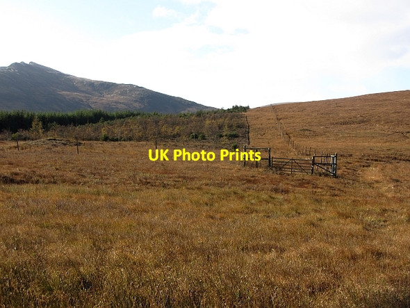 Photo 6"x4" Forest corner, Boguillie Boguillie c2011