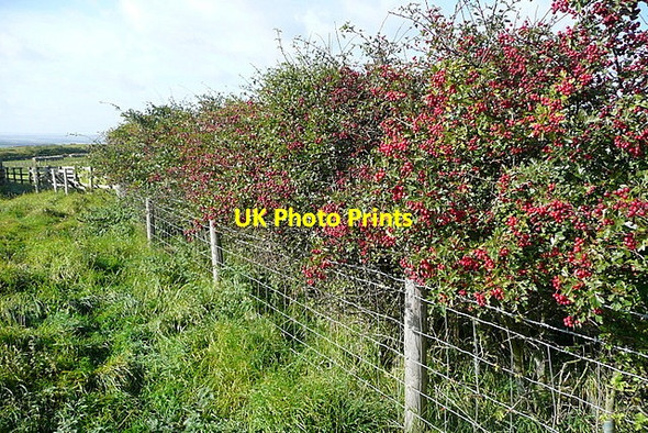 Photo 6"x4" North of Boulby Barns Farm Boulby c2011