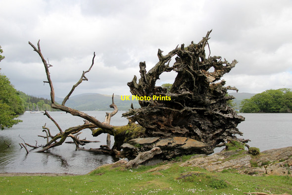 Photo 6"x4" Fallen Tree, Windermere, Cumbria Bowness-On-Windermere c2011
