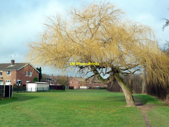 Photo 6"x4" Winter tree in Honeywell Barnsley\/SE3406 c2012