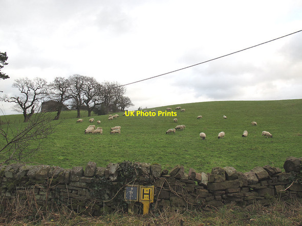Photo 6"x4" Sheep near Basford Bridge Churnet Grange c2011