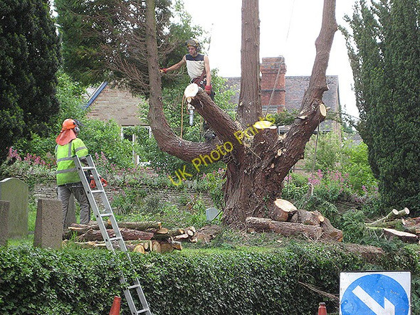 Photo 6"x4" Tree surgeons at work, St Mary's Churchyard Linton\/SO6625 c2008