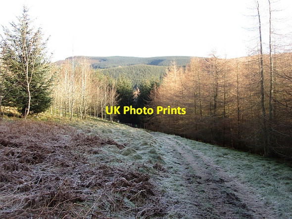 Photo 6"x4" Woodland, Whitfold Hill Peebles\/NT2540 c2012