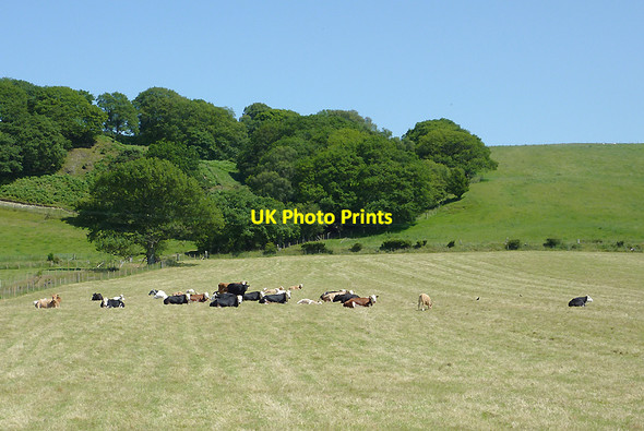 Photo 6"x4" Hillside grazing north of Tregaron, Ceredigion Tregaron c2011