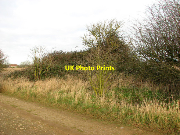 Photo 6"x4" Bramble patch beside farm track, South Acre South Acre c2012