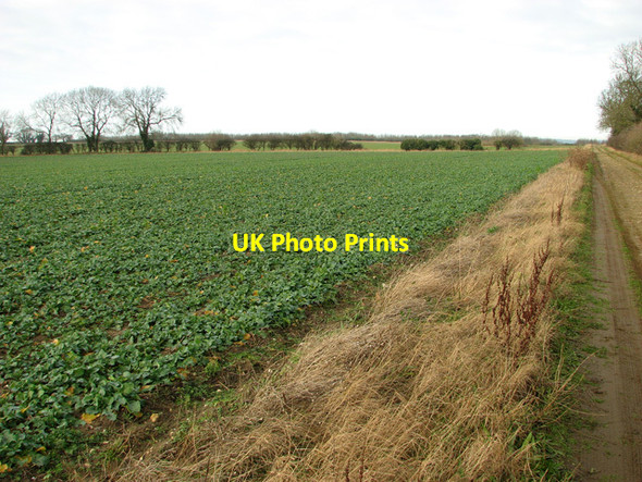 Photo 6"x4" Oilseed rape crop, South Acre South Acre c2012