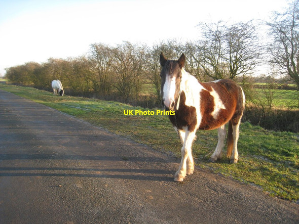 Photo 6"x4" Horses being grazed on Black Syke Lane Fosterhouses c2012