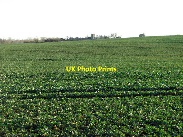 Photo 6"x4" Oilseed rape crop near Kettleburgh Kettleburgh c2012