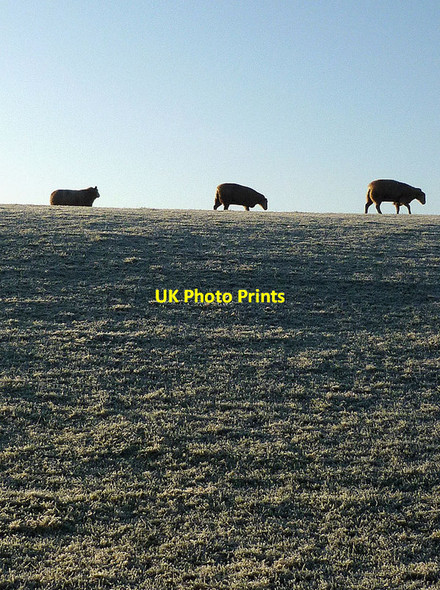 Photo 6"x4" Sheep on Castle Slack, Ousby Ousby c2012