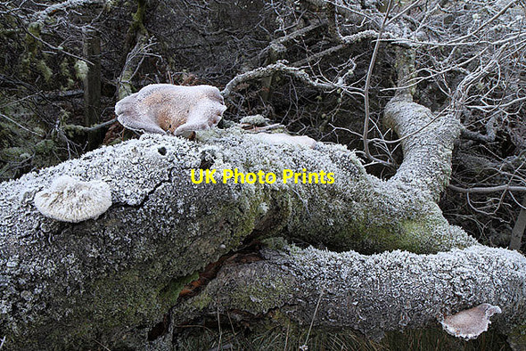 Photo 6"x4" A fallen tree at Hawkshaw Cleuch Dryhope c2012