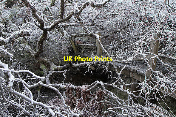 Photo 6"x4" A fallen tree at Hawkshaw Cleuch Dryhope c2012 P1