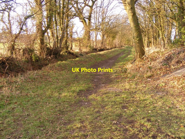 Photo 6"x4" Tree Lined Path Seisdon c2012