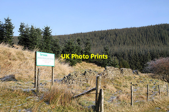 Photo 6"x4" Craig Douglas Forest Dryhope c2012