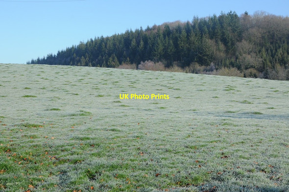 Photo 6"x4" Lower Tal-y-coed Wood Tal-y-coed c2012