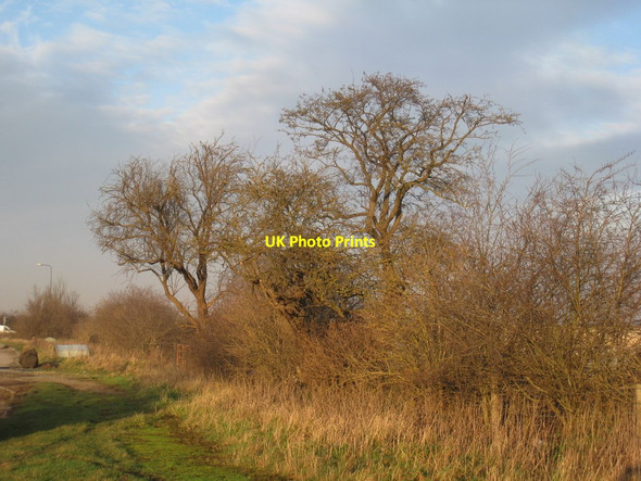 Photo 6"x4" Trees at Tudworth Brierholme Carr c2012