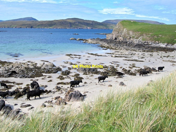 Photo 6"x4" Balnakeil cattle Balnakeil c2011