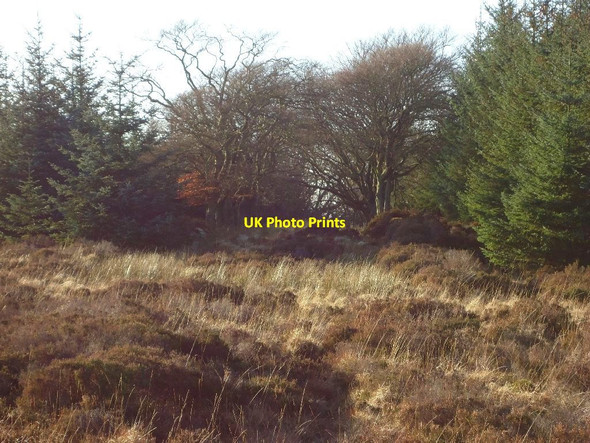 Photo 6"x4" Avenue of Beech Greenhill\/NS8278 c2012