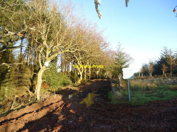 Photo 6"x4" Beam, forestry road. Greenhill\/NS8278 c2012