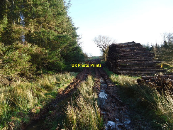 Photo 6"x4" Beam, forestry road [2] Greenhill\/NS8278 c2012