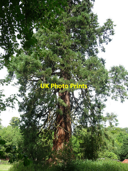 Photo 6"x4" Wellingtonia near East Stratton West Stratton c2011